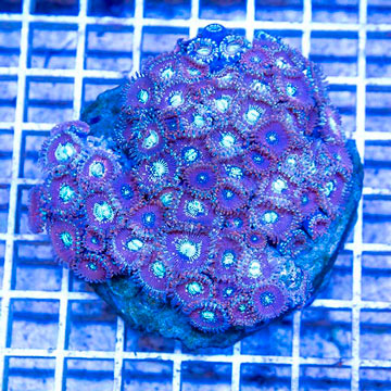 Zoanthus Coral Indonesia