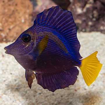 Purple Tang [Blemish]