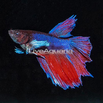 Dumbo Ear Halfmoon Betta [Blemish]