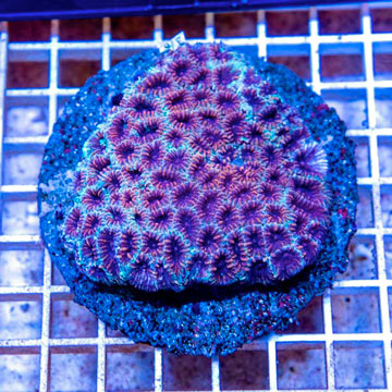 Favia Coral Indonesia