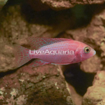 Dragon Blood Peacock Cichlid