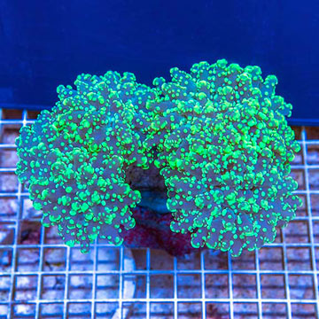 Frogspawn Coral Indonesia