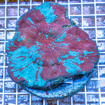 Ultra Chalice Coral Indonesia