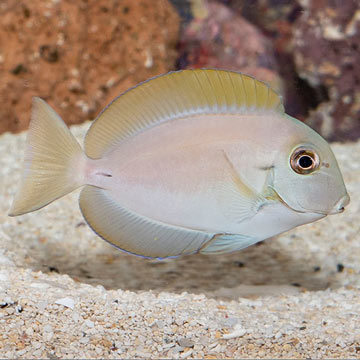 Epaulette Surgeonfish