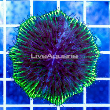 Short Tentacle Plate Coral Indonesia