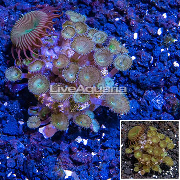 LiveAquaria® Cultured Protopalythoa Coral