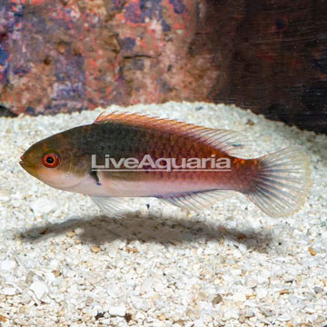 Blue sided Wrasse