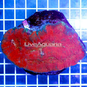 Australomussa Coral Indonesia