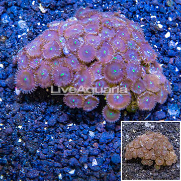 Zoanthus Coral Indonesia