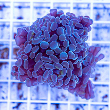 LiveAquaria® Two Pack Cultured Ultra Hammer Coral