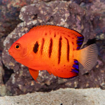 Flame Angelfish