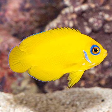 Lemon Peel Angelfish