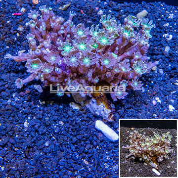 Glove Polyp Coral Tonga