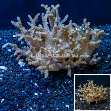 Sinularia Leather Coral Fiji