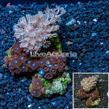 Pom Pom Xenia and Zoanthus Combo Rock Vietnam