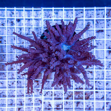 Tree Coral Indonesia