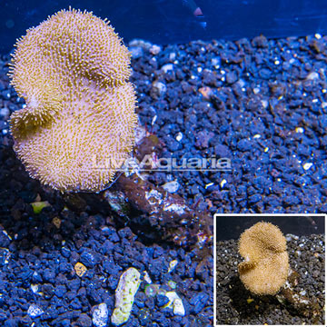 Toadstool Mushroom Leather Coral Fiji