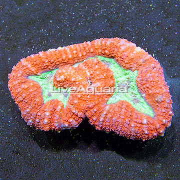 Aussie Lobed Brain Coral