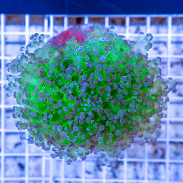 Frogspawn Coral Indonesia