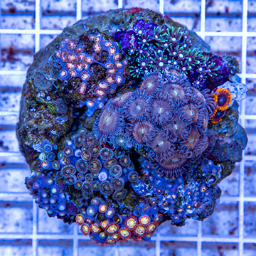 Zoanthus Coral Indonesia