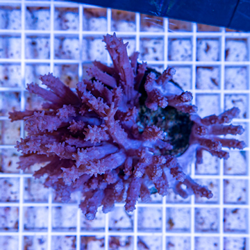 Tree Coral Indonesia