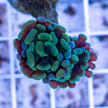 LiveAquaria® Cultured Hammer Coral