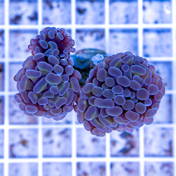 LiveAquaria® Cultured Hammer Coral