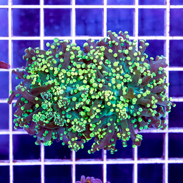 USA Cultured Frogspawn Coral