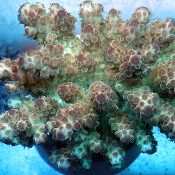 Acropora Coral Fiji