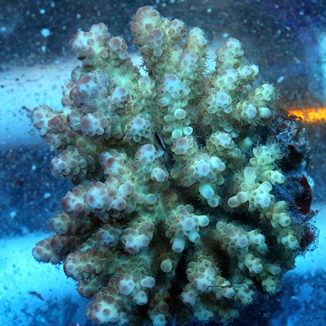 Acropora Coral Fiji