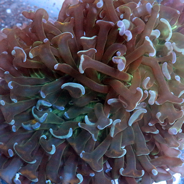 Hammer Coral Solomon