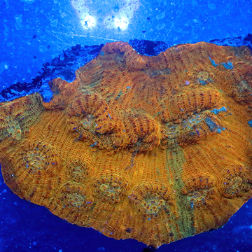 Chalice Coral Indonesia