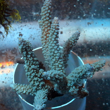 Acropora Coral Fiji