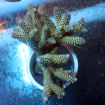 Acropora Coral Fiji