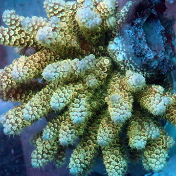 Acropora Coral Fiji