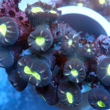 Candy Cane Coral Fiji