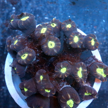 Candy Cane Coral Fiji