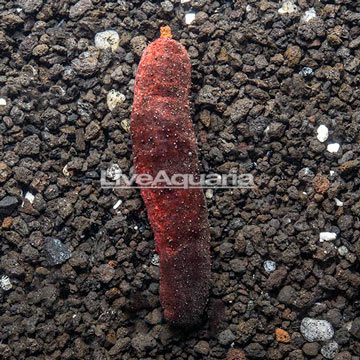 Red and Black Sea Cucumber [EXPERT ONLY]