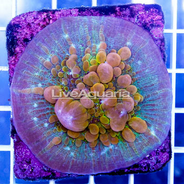 USA Cultured Bounce Chalice Coral