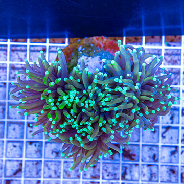 Torch Coral Indonesia