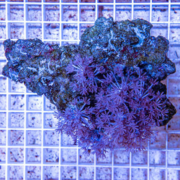 Xenia Coral Indonesia