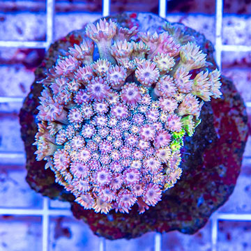 Goniopora Coral Indonesia