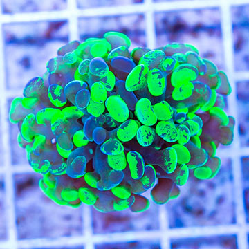 LiveAquaria® Cultured Hammer Coral