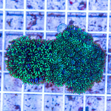 LiveAquaria® Two Pack Cultured Sympodium Coral