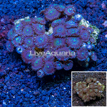 Zoanthus Coral Vietnam