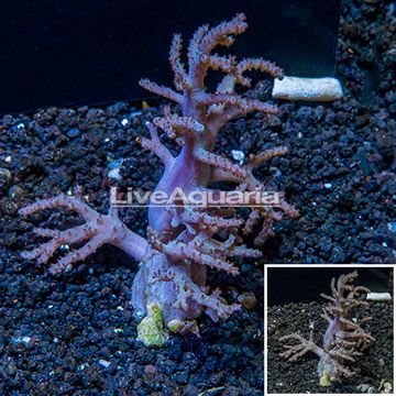 Sinularia Leather Coral Indonesia