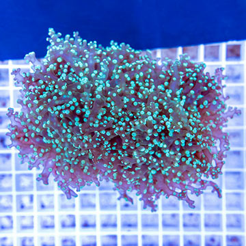 Frogspawn Coral Indonesia