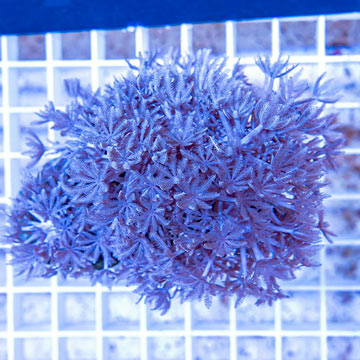 Xenia Coral Indonesia