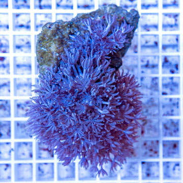 Xenia Coral Indonesia