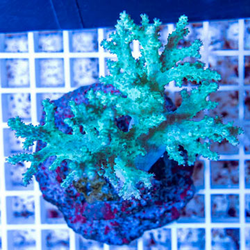 Sinularia Leather Coral Indonesia